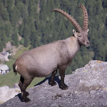 Allalinblick Daire Saas Fee