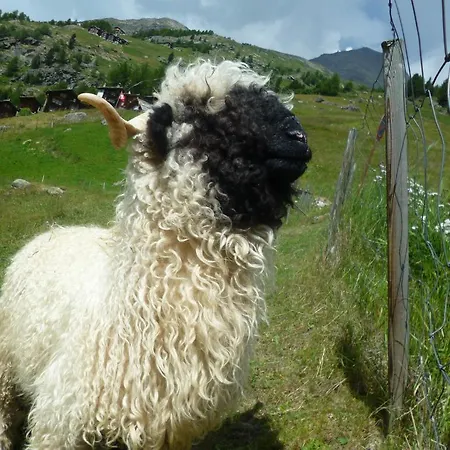 Appartement Allalinblick Saas-Fee