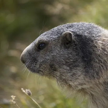 Apartamento Allalinblick