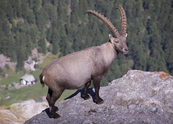 Allalinblick Appartamento Saas-Fee