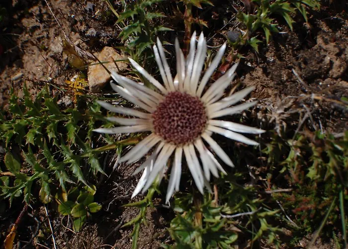 Apartment Allalinblick *