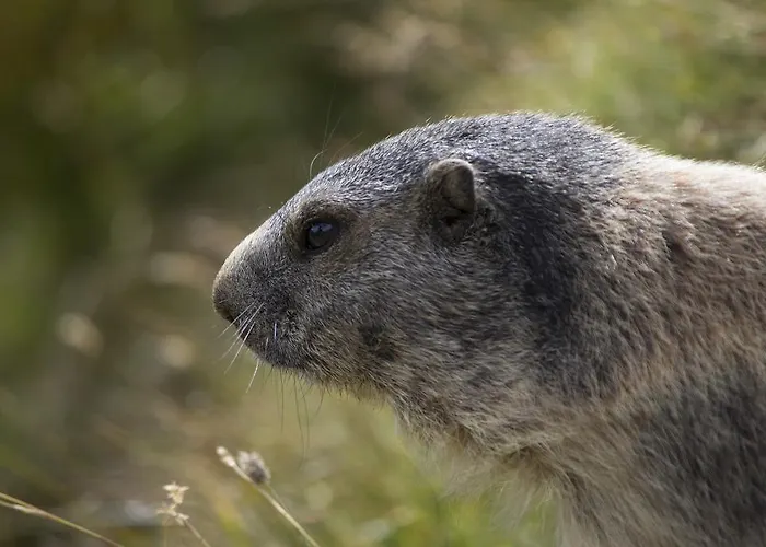 Appartamento Allalinblick