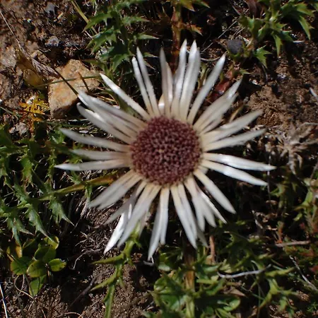 Διαμέρισμα Allalinblick *